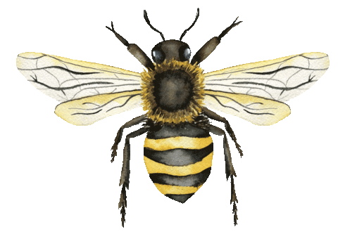 Honey Bee Fly Sticker