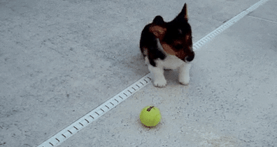puppy ball GIF