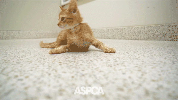 Confused Kitten GIF by ASPCA