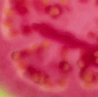 DumontCreamery dumont dumontcreamery redguavaicecream redguava GIF