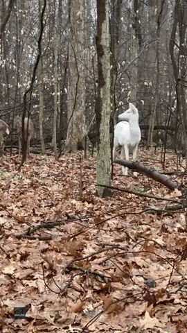 Rare Albino Deer Spotted in Eastern Ohio