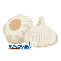 Garlic Ajo Sticker by Innovak Global