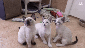 To The Left... To The Right...