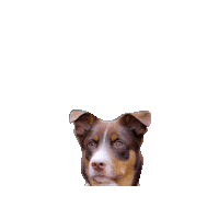 Baby Groot Aussie Sticker by Geekster Pets