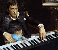 Mash Up Cat GIF