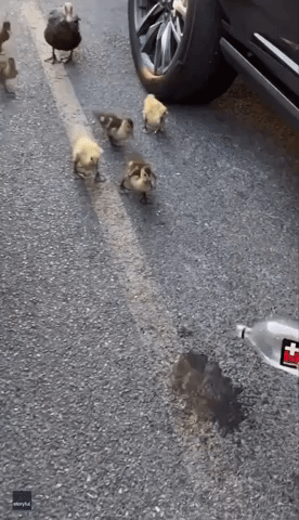 Woman Shares Water With Family of Ducks During Texas Heatwave