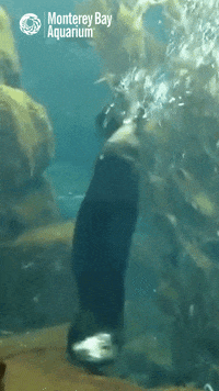 sea otter dancing GIF by Monterey Bay Aquarium
