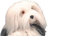 Sad Samson En Gert Sticker by Studio 100