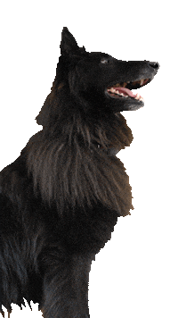 dog havhav Sticker by TRIAD