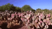phoenix arizona GIF