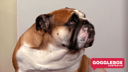 Sad Dog GIF by Gogglebox Australia