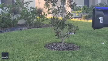 Florida Man Uses Trashcan to Trap Alligator on Neighbor's Lawn