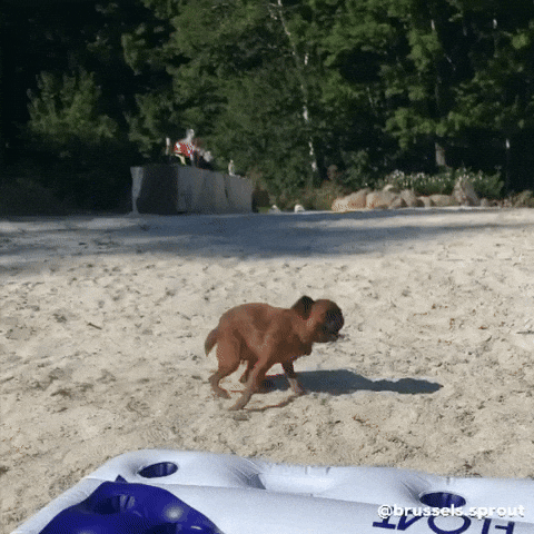 Excited Brussels Griffon GIF by Brussels.Sprout