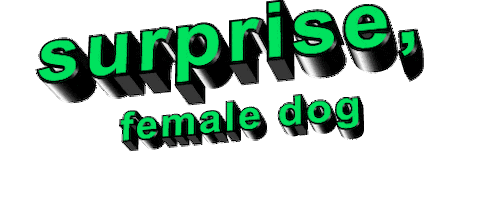 dog surprise Sticker by AnimatedText