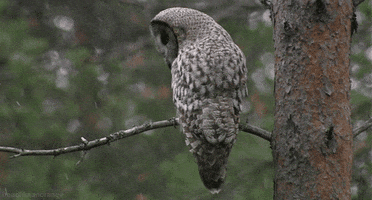 great grey owl GIF by Head Like an Orange