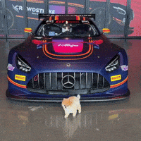 Amg Gt Pomeranian GIF
