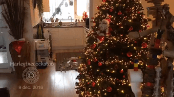 Cockatoo Celebrates Holiday Season With a Drink