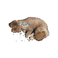 Pokemon Sleeping Sticker by Geekster Pets
