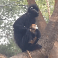 San Antonio Zoo Celebrates Birth of Endangered Francois' Leaf Monkey