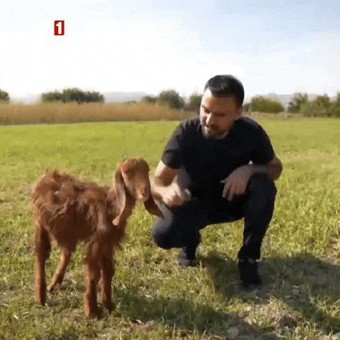 Goat Sheep GIF by TRT