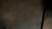 Rap Tampa GIF by 1way4xx