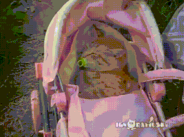 cat girl GIF