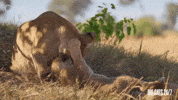 Playing Season 2 GIF by PBS