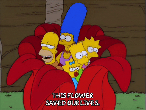 homer simpson GIF