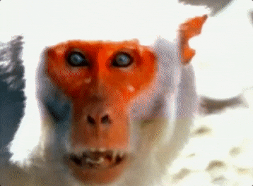 Monkey Yelling GIF by Foo Fighters