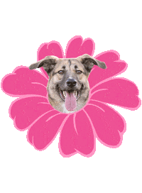 Sticker by Tales&Tails