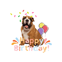 Happy Birthday Festa Sticker by bulldogclub