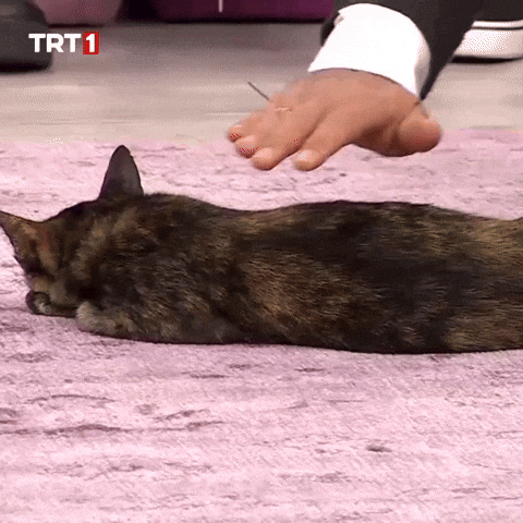 Cat Love GIF by TRT