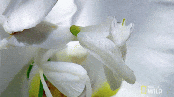 mantis worldâs deadliest GIF by Nat Geo Wild