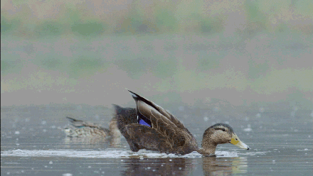Pbs Nature Ducks GIF by Nature on PBS
