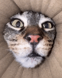 pringlecats cat cats kitty kitten GIF