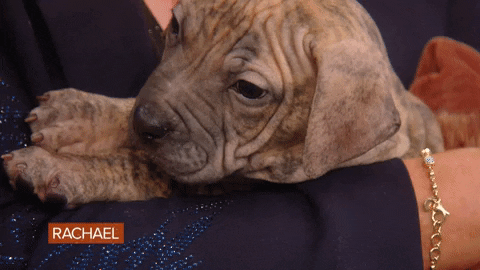 Dog Puppy GIF by Rachael Ray Show