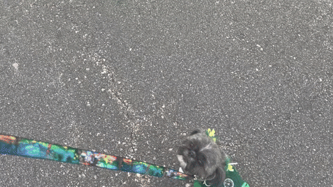 waldenboy giphyupload GIF