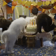 Cats Katten GIF by VPRO