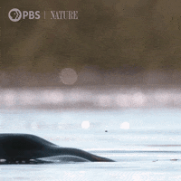 Wildlife Hippo GIF by Nature on PBS