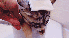 cat gifs hot bath GIF