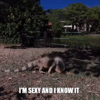 sexy costa rica GIF