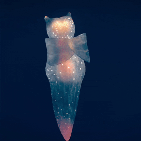 Sea Angel GIF by sketchfab