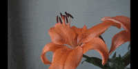 Flower Education GIF by DIIMSA Stock