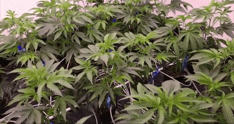 Plant GIF by Exclusive Brands