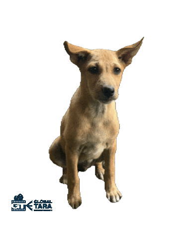 Serious Tell Me Sticker by Global Tara Entertainment