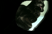 cat GIF by erma fiend