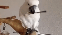 Clever Cockatoo Uses a Spoon to Feed Herself