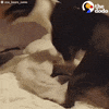 pit bull zoomies GIF by The Dodo