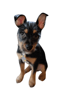 dog puppy Sticker by Roundhouse