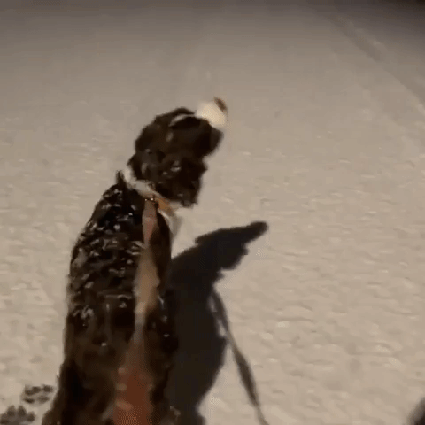 Dog Catches Falling Snowflakes